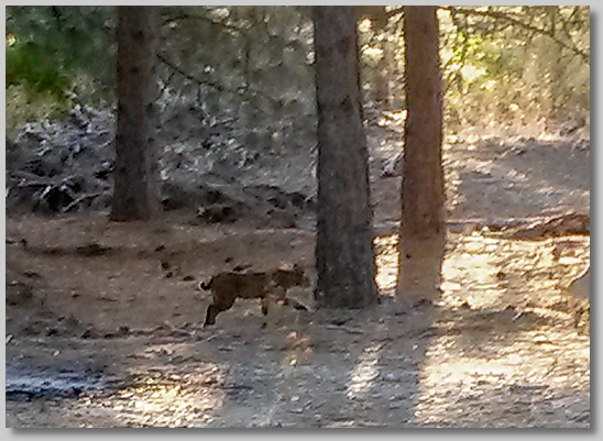 bobcat