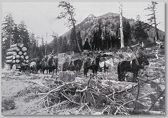 Abner Weed logging operation