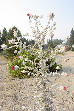 siskiyou thistle